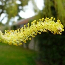 Golden Weeping Willow Tree | Salix Chrysocoma 12 Golden Weeping Willow Tree | Salix Chrysocoma -Greenzy Sales Store goldenweepingcatkin