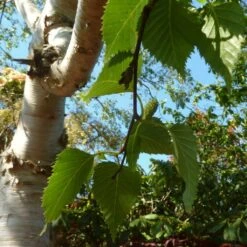 Himalayan Birch Tree | Betula Utilis Jacquemontii -Greenzy Sales Store himalayancatkin