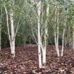 Himalayan Birch Tree | Betula Utilis Jacquemontii -Greenzy Sales Store himalayangroup