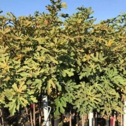 Ice Crystal Fig Tree -Greenzy Sales Store ice crystal 1