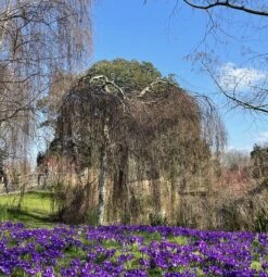 Weeping Silver Birch Tree | Betula Pendula Youngii -Greenzy Sales Store image