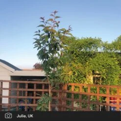 Japanese Cherry Blossom Tree | Prunus Serrulata 'Kanzan' -Greenzy Sales Store japanese cherry blossom