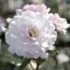 'A Whiter Shade Of Pale' Hybrid Tea Rose -Greenzy Sales Store jope04158 shade of pale