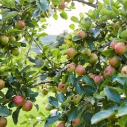 'Kidd's Orange Pippin' Apple Tree -Greenzy Sales Store kiddsorange 2