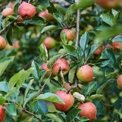 'Kidd's Orange Pippin' Apple Tree -Greenzy Sales Store kiddsorange 3