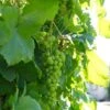 'Lakemont' Seedless Outdoor Grape Vine -Greenzy Sales Store lakemont2