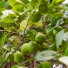 Lime Tree | Lime Of Tahiti | Grafted Mini-Stem -Greenzy Sales Store limetree1