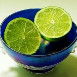 Lime Tree | Lime Of Tahiti | Grafted Mini-Stem -Greenzy Sales Store limetree4