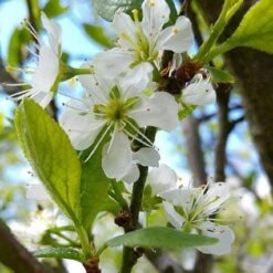 Mirabelle De Nancy Plum Tree -Greenzy Sales Store mirabelle de nancy flower