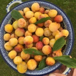Mirabelle De Nancy Plum Tree -Greenzy Sales Store mirabelledenancy