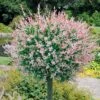 Flamingo Willow Tree | Salix Integra Hakuro Nishiki -Greenzy Sales Store moja01524 page