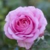 'Mum In A Million' Hybrid Tea Rose -Greenzy Sales Store moja03954 mum in a million