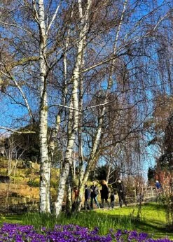 Silver Birch Tree | Betula Pendula -Greenzy Sales Store new silver birch2