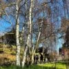 Silver Birch Tree | Betula Pendula -Greenzy Sales Store new silver birch2 d715810e 9dad 4384 9c3b 56385588c32a