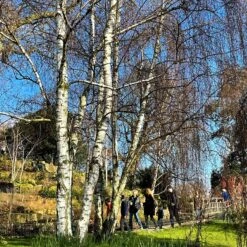 Silver Birch Tree | Betula Pendula