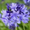 Agapanthus 'Pretty Heidy' | 7.5L -Greenzy Sales Store noma02439