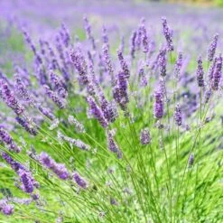 English Lavender | Lavandula Angustifolia -Greenzy Sales Store oldenglish2