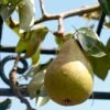 'Onward' Pear Tree -Greenzy Sales Store onward 1
