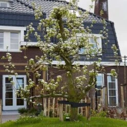 Conference Pear Tree -Greenzy Sales Store pear add1 5012c709 f2ae 4948 a0f1 3ab9e51cd759