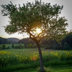 Williams Bon Chrétien Pear Tree -Greenzy Sales Store peartree