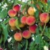 'Peche De Vigne' Bloody Peach Tree -Greenzy Sales Store pechedevigne 1