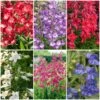 Perfect Penstemons Collection -Greenzy Sales Store penstemoncol 1