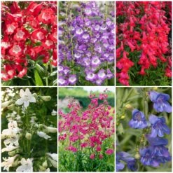 Perfect Penstemons Collection