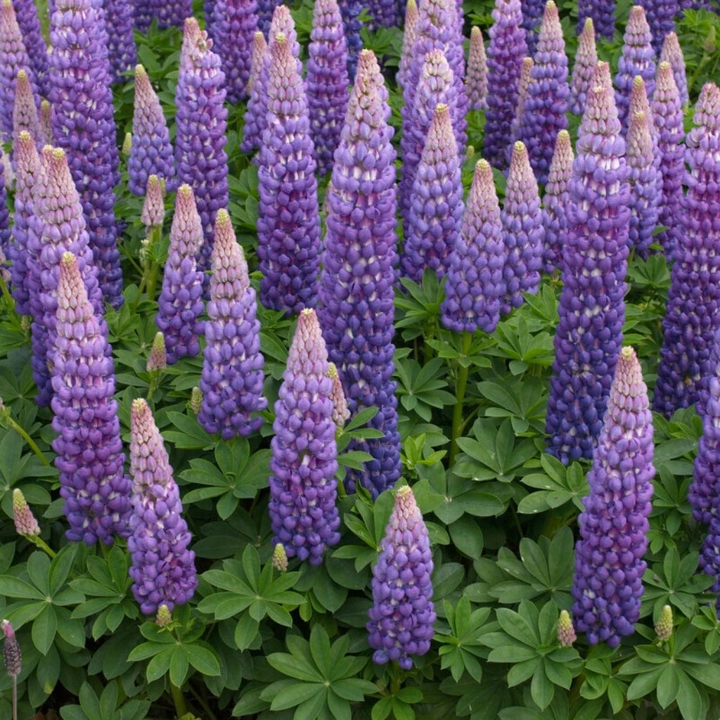 Lupin West Country Persian Slipper 2 Lupin West Country Persian Slipper - Image 2