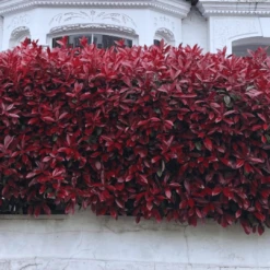 Photinia 'Red Robin' -Greenzy Sales Store photinia