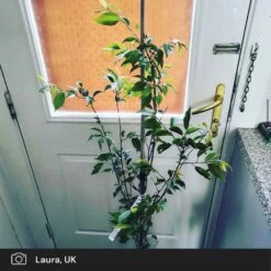 Pink Winter Flowering Cherry Tree | Prunus X Subhirtella 'Autumnalis Rosea' -Greenzy Sales Store pink winter flower