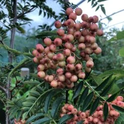 Pink Pagoda Rowan Tree | Sorbus Hupehensis -Greenzy Sales Store pinkrowantree