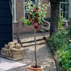 Victoria Plum Tree -Greenzy Sales Store plumtreepotted