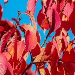 Sargent's Cherry Blossom Tree | Prunus Sargentii -Greenzy Sales Store prunussargentiiautumn