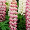 Lupin West Country Rachel De Thame -Greenzy Sales Store racheldethame 1