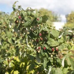 Award Winning Raspberry Canes | Growers' Choice 10 Award Winning Raspberry Canes | Growers' Choice -Greenzy Sales Store raspberrybush