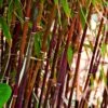 Red Bamboo | Fargesia Scabrida 'Asian Wonder' -Greenzy Sales Store redredredbamboo 1