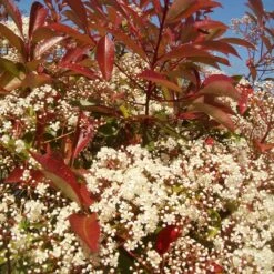 Photinia 'Red Robin' -Greenzy Sales Store redrobin3