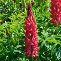 Lupin West Country Red Rum -Greenzy Sales Store redrum 1