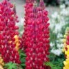 Lupin West Country Red Rum 5 Lupin West Country Red Rum -Greenzy Sales Store redrum 2 1