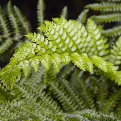 Tassel Fern | Polystichum Polyblepharum -Greenzy Sales Store rera04496v2
