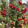 'Florentina' Climbing Rose -Greenzy Sales Store rera05260 florentina