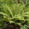 Tassel Fern | Polystichum Polyblepharum -Greenzy Sales Store rera05924v2