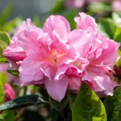 Best Flowering Shrubs -Greenzy Sales Store rhodo2