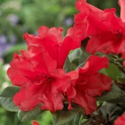 Best Shrubs For Shade -Greenzy Sales Store rhodo de806ad1 c6ba 4cd2 9c93 a143f6486098