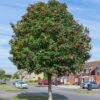 Mountain Ash Rowan Tree | Sorbus Aucuparia -Greenzy Sales Store rowan 1