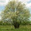 Multi-Stem Mountain Ash Rowan Tree | Sorbus Aucuparia -Greenzy Sales Store rowanmultistem 1