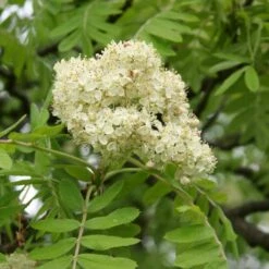 Multi-Stem Mountain Ash Rowan Tree | Sorbus Aucuparia -Greenzy Sales Store rowanmultistem 3