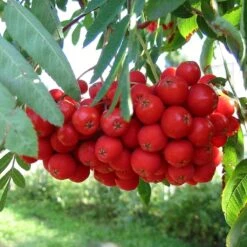 Multi-Stem Mountain Ash Rowan Tree | Sorbus Aucuparia -Greenzy Sales Store rowanmultistem 5