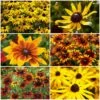 Ultimate Rudbeckia Collection -Greenzy Sales Store rudbeckiacollection 1 4156ca94 d543 4ef9 b625 37824ddc06f8