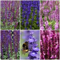 Spectacular Salvia Collection -Greenzy Sales Store salviacol 1